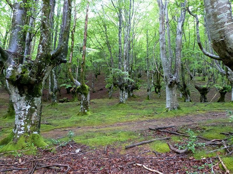 Hayedo, de camino al Sancti Spiritu