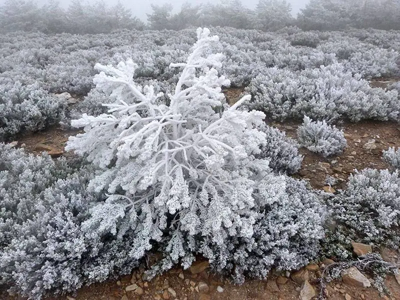 Un &aacute;rbol de Navidad en primavera
