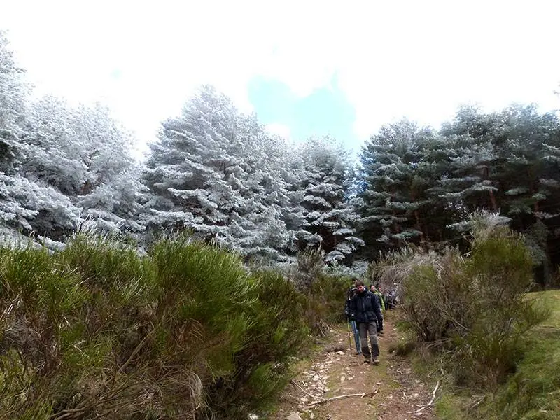 En el bosque