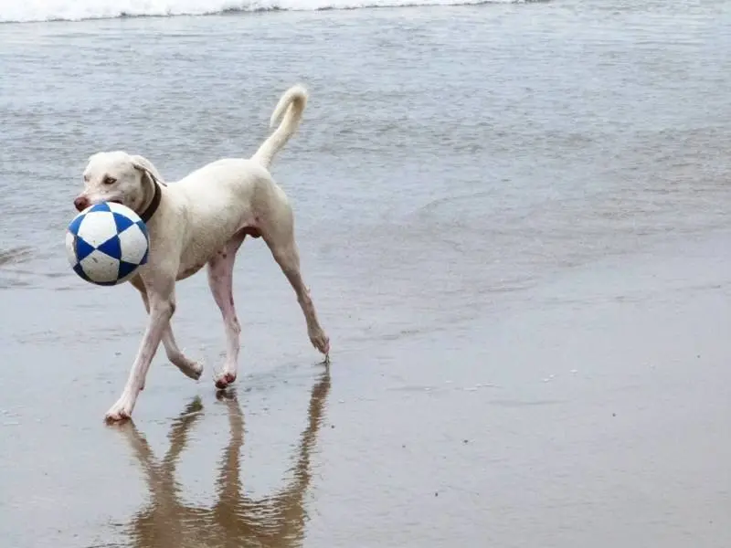 Jugando
