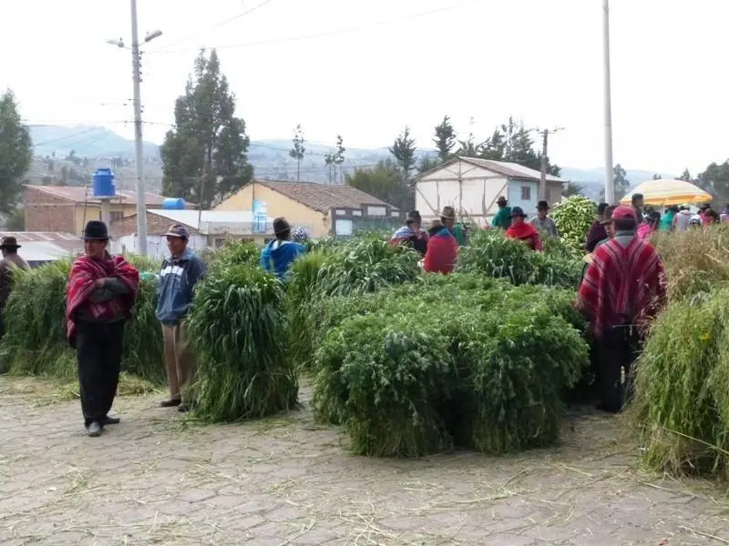 &Aacute;rea de forrajes