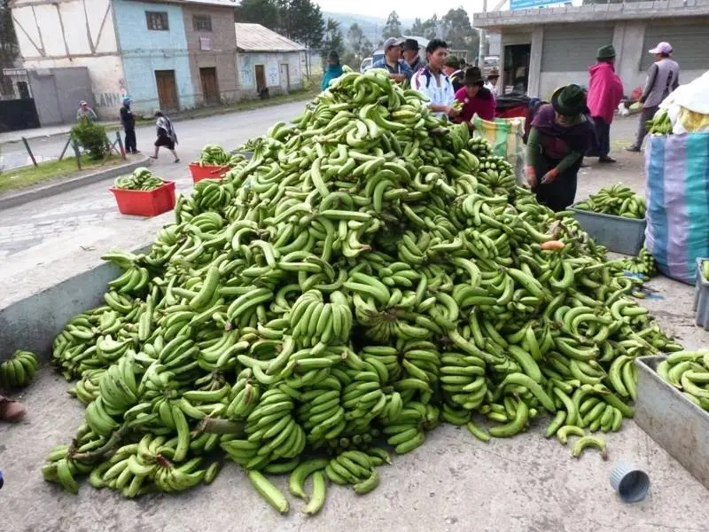Los pl&aacute;tanos se cargan por sacos