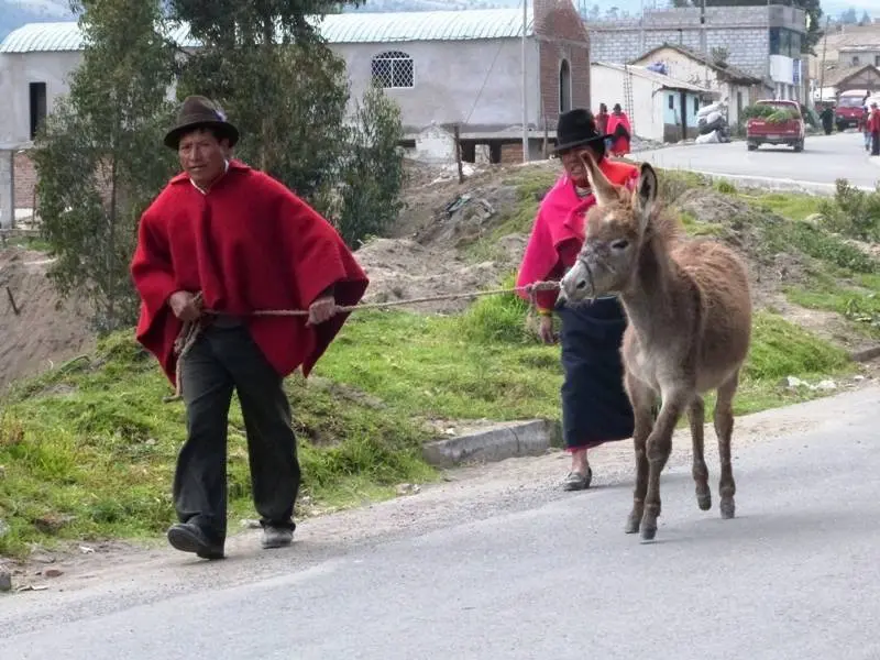 Con el burro
