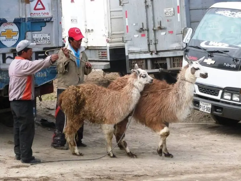 De las pocas llamas que he visto