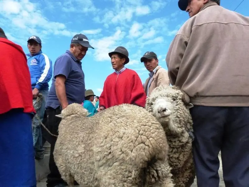 Un par de ejemplares de oveja