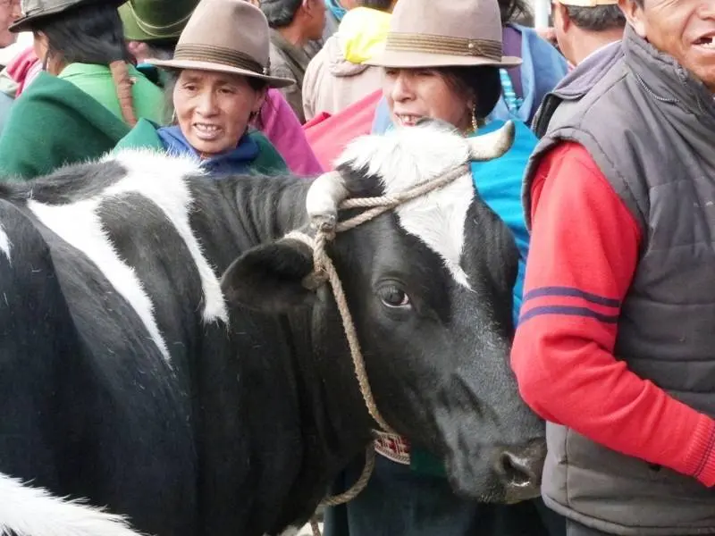 Vaca en transacci&oacute;n