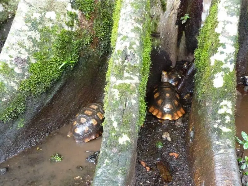 Tortugas