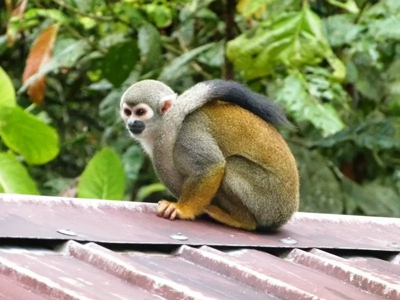 Mono ardilla
