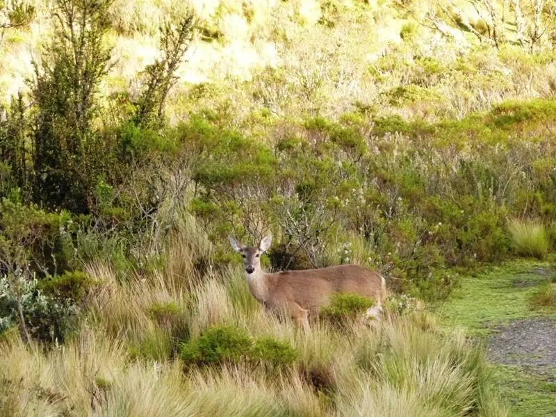 Un venado