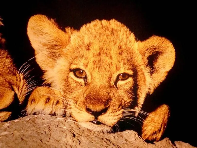 Un joven le&oacute;n, creo que de Sud&aacute;frica.
