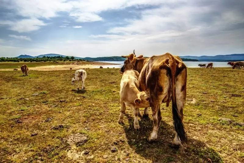 Vacas en la provincia en una imagen de archivo