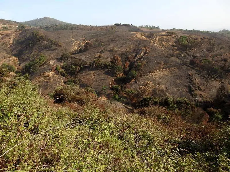 Incendio que afect&oacute; la zona este verano