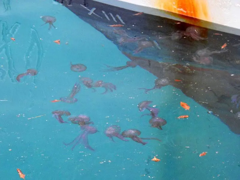 Decenas de medusas