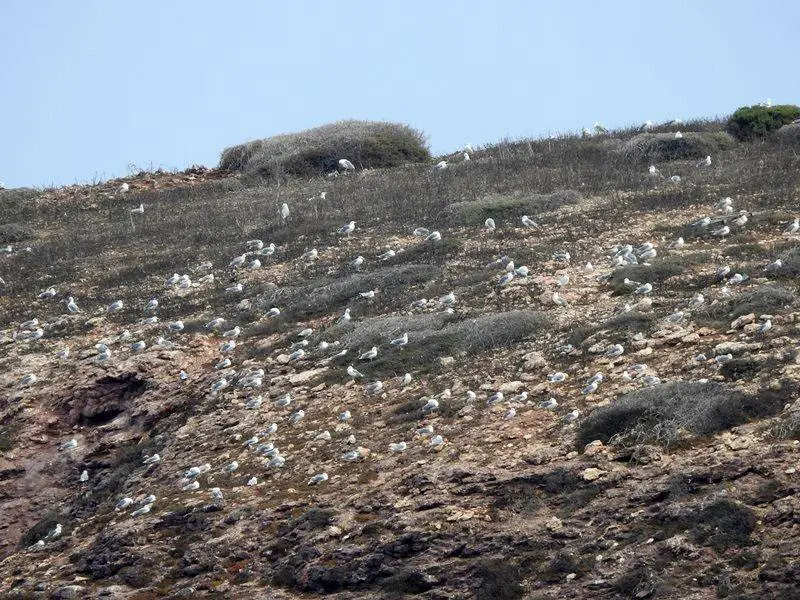 Cientos de gaviotas
