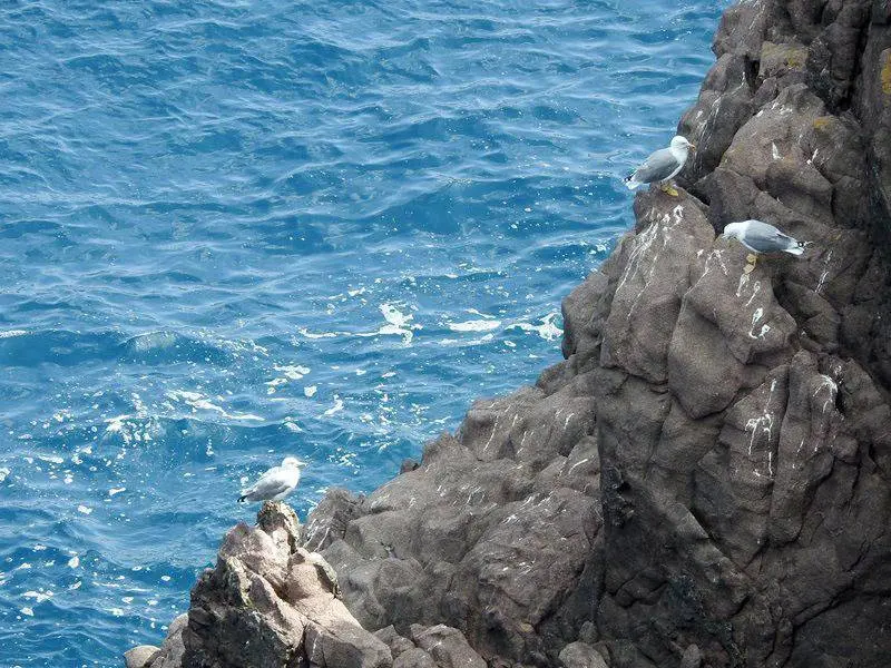 Gaviotas