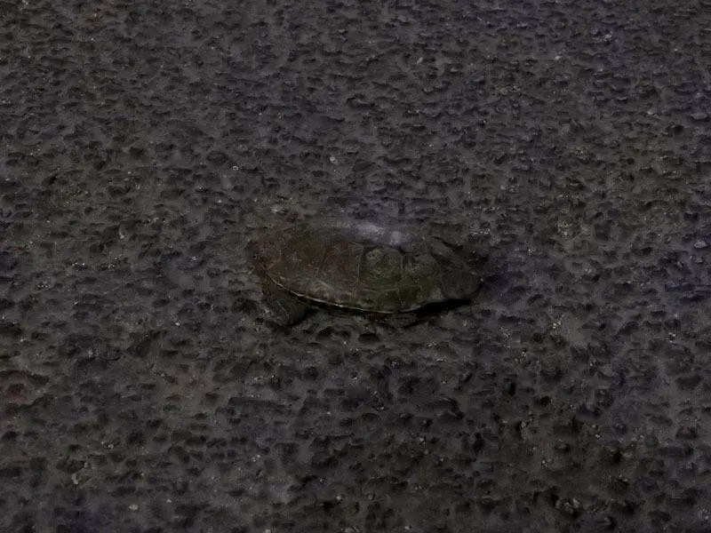 La tortuga
