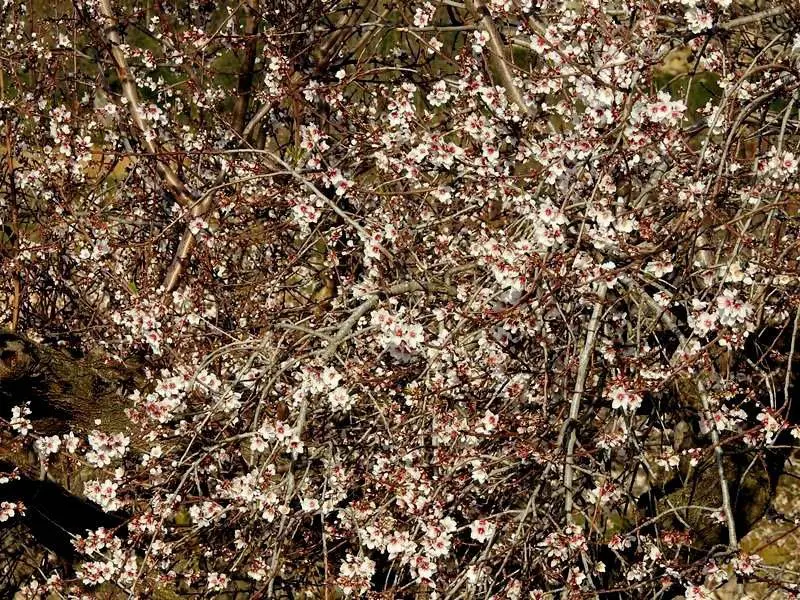 Almendros en flor