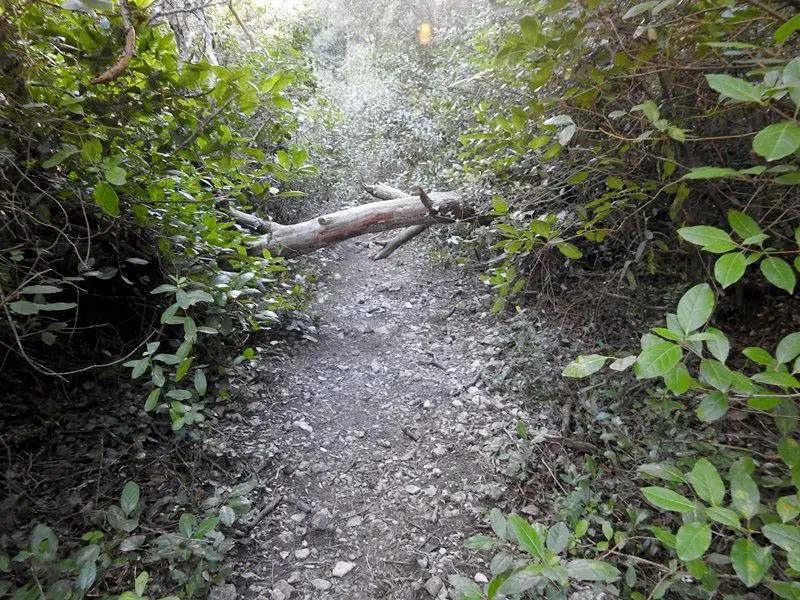 &Aacute;rbol ca&iacute;do