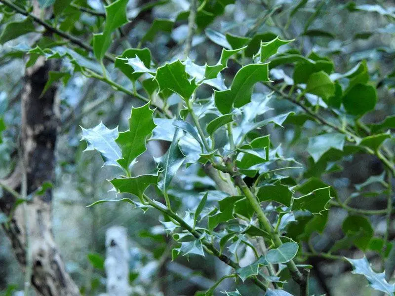 Acebo