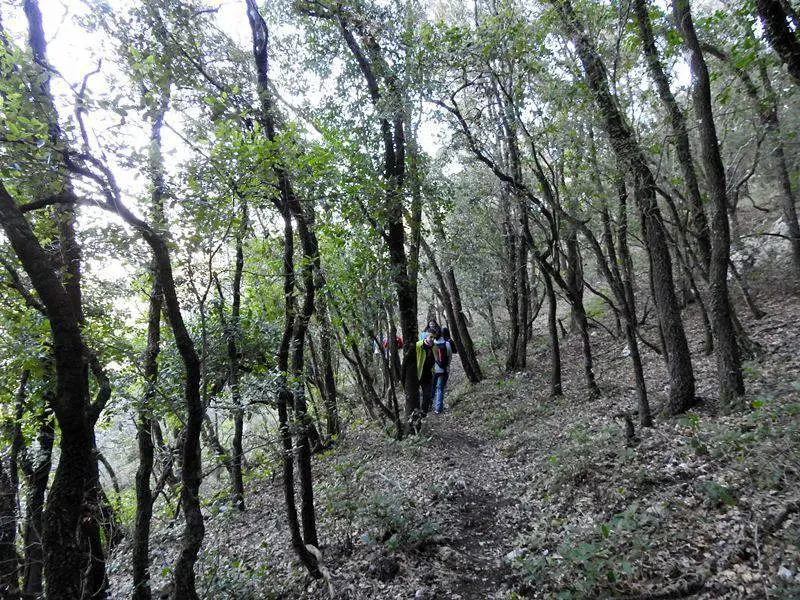 Frondosidad