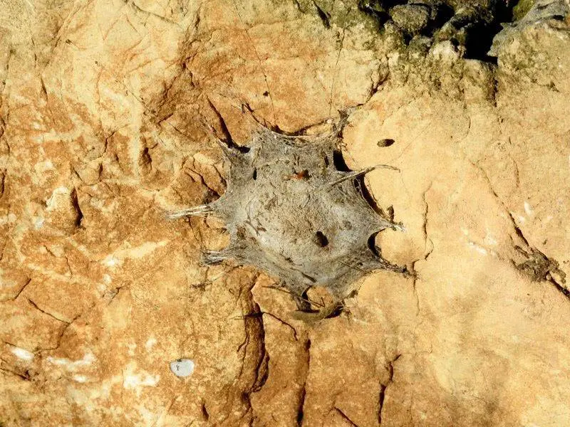 Nido de ara&ntilde;as