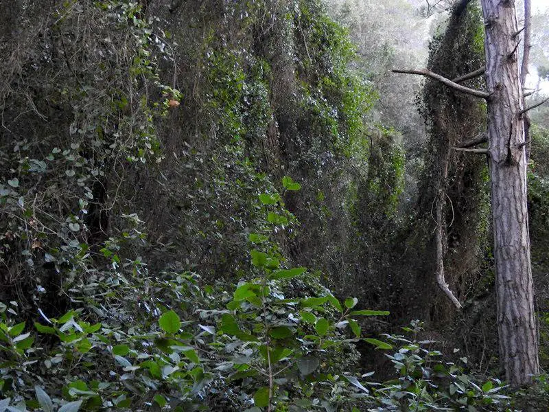 Medio selva