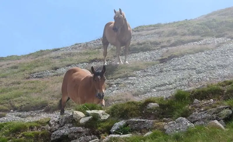 Caballos cimeros