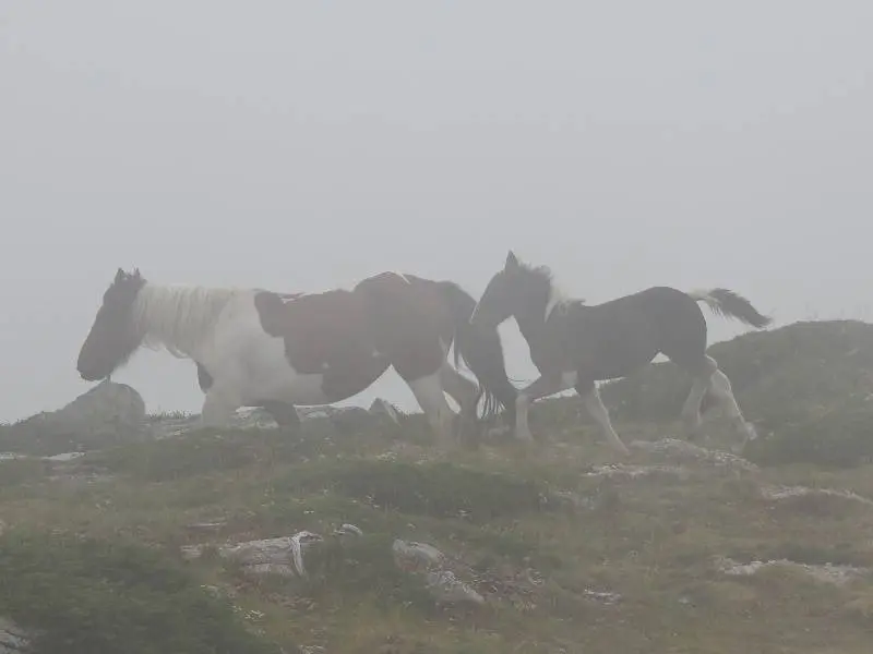 M&aacute;s caballos