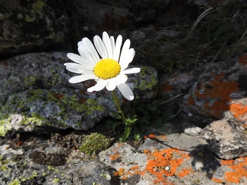 Flora
