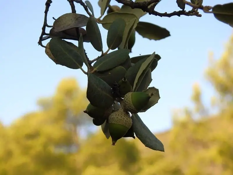 Bellotas