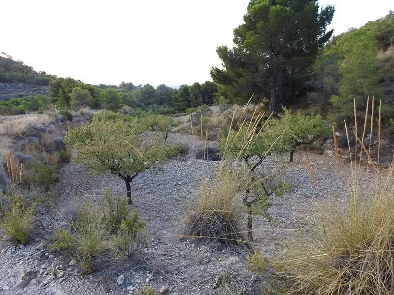 Almendros