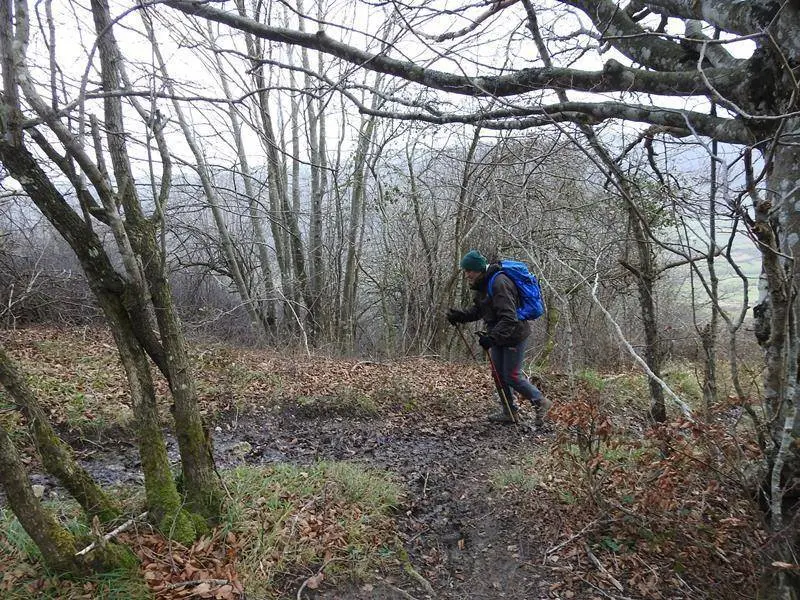 Barro y bosque