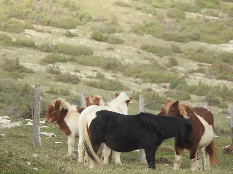 Peque&ntilde;os caballos