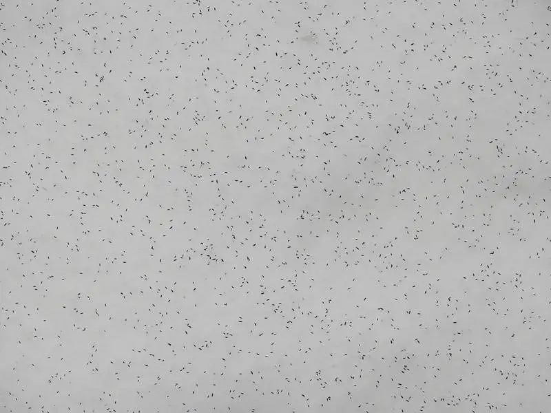 Puntos negros en la nieve... &iquest;qu&eacute; son?
