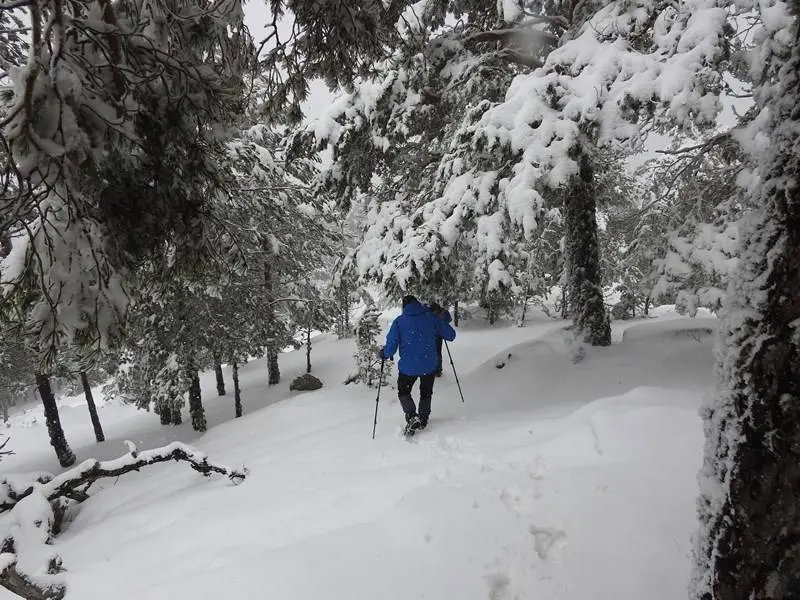 Descenso entre pinos
