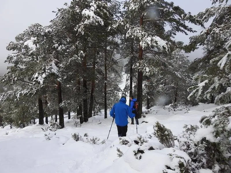 Descenso entre pinos