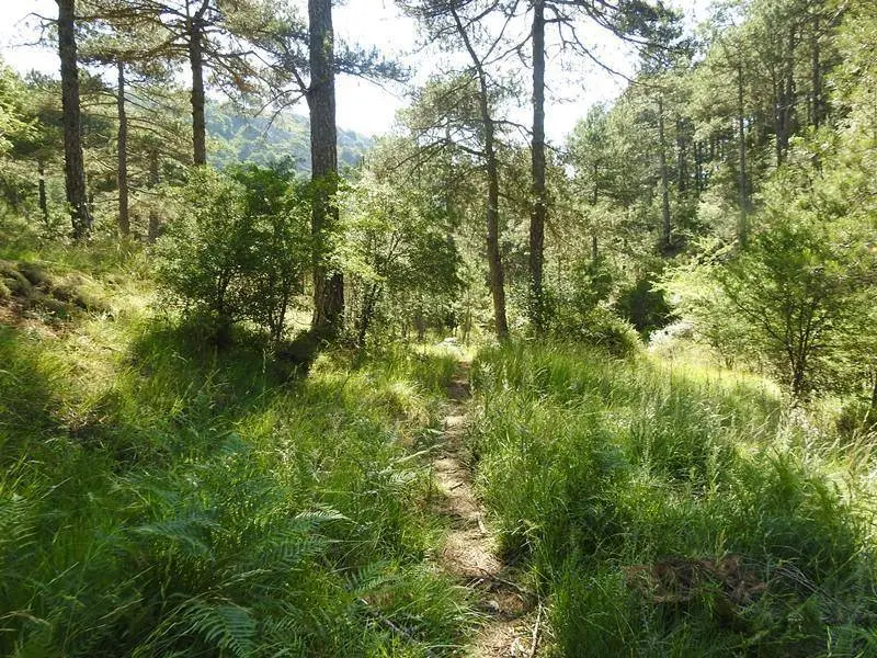 Verdor en la Sierra de Alcaraz