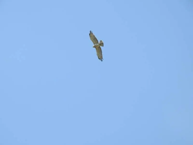&Aacute;guila culebrera