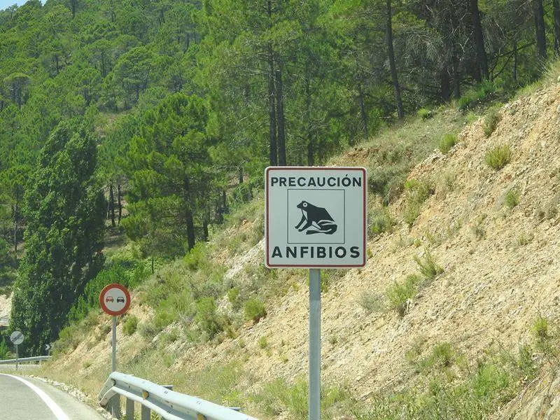 Anfibios en el camino