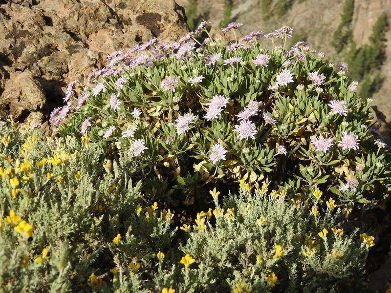 Flora