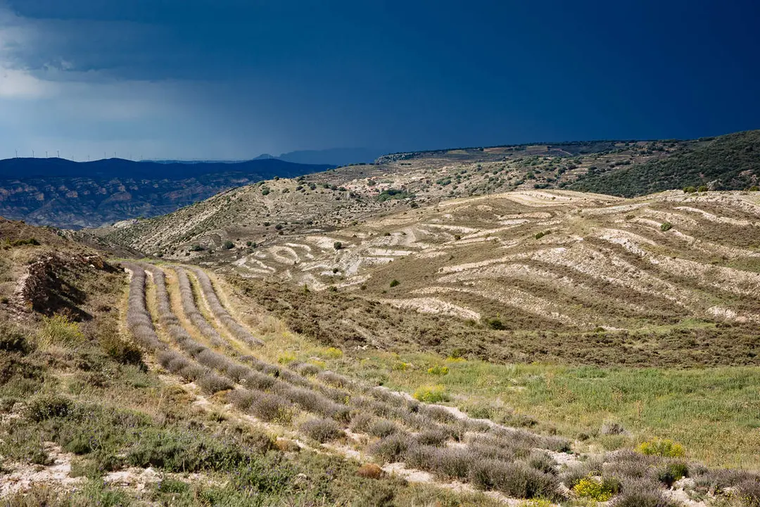 lavanda-1