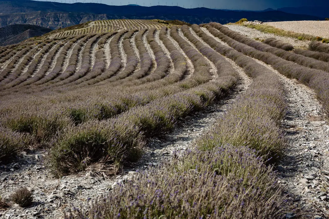 lavanda-3