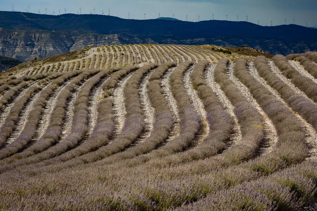 lavanda-4