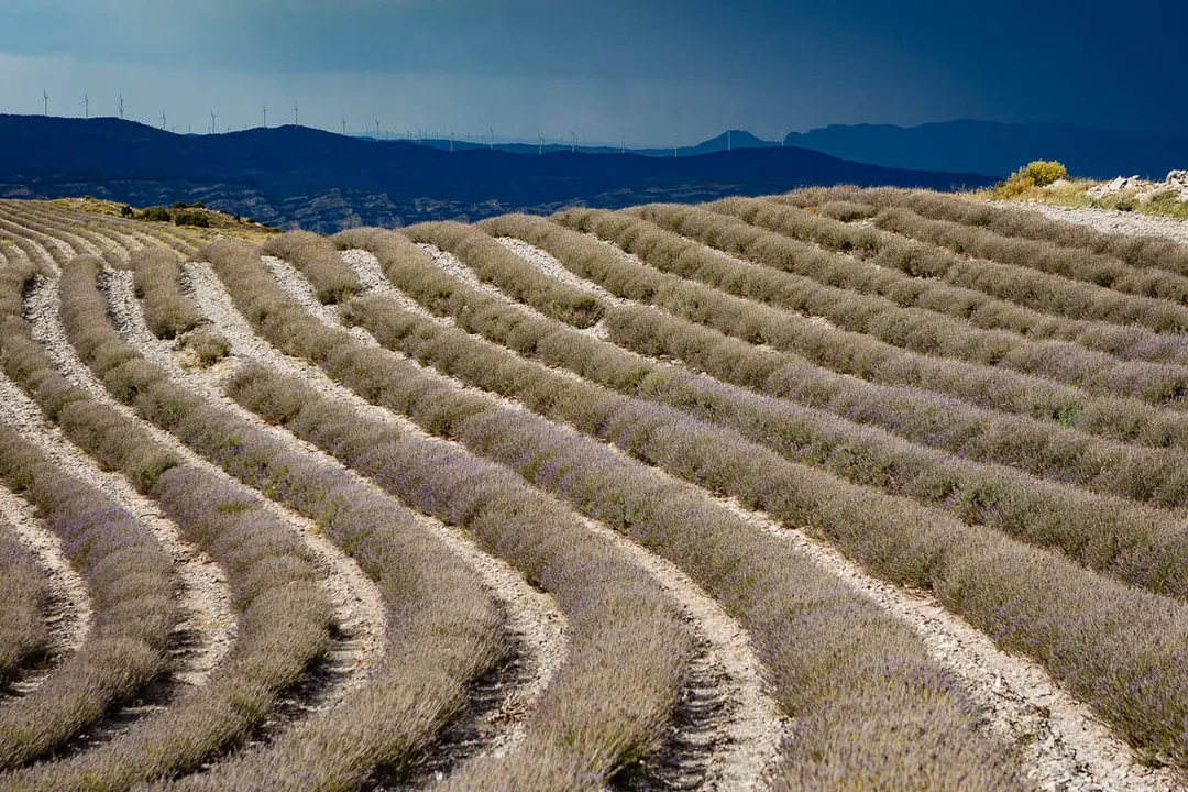 lavanda-5