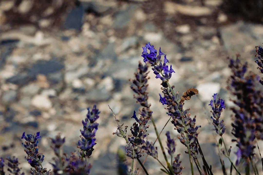 lavanda-6
