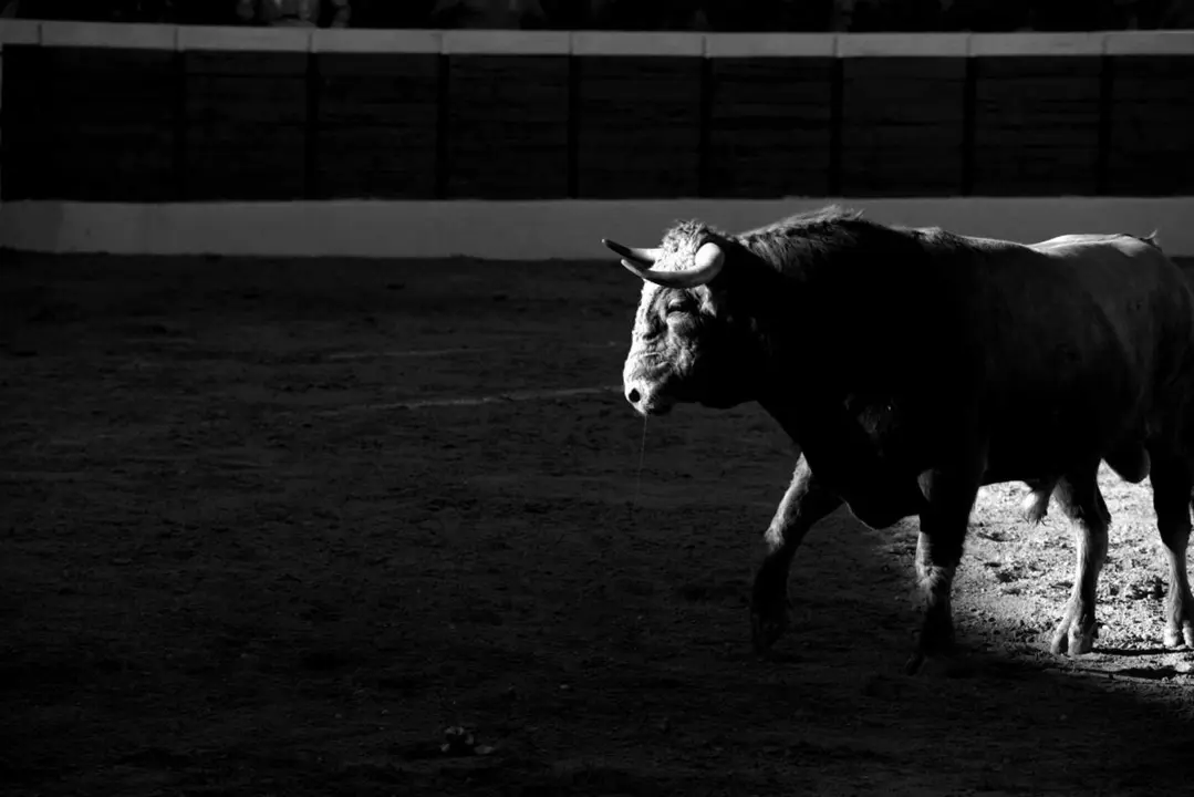 TorosBurgoDeOsma2023_Jorge_Sanz (25)