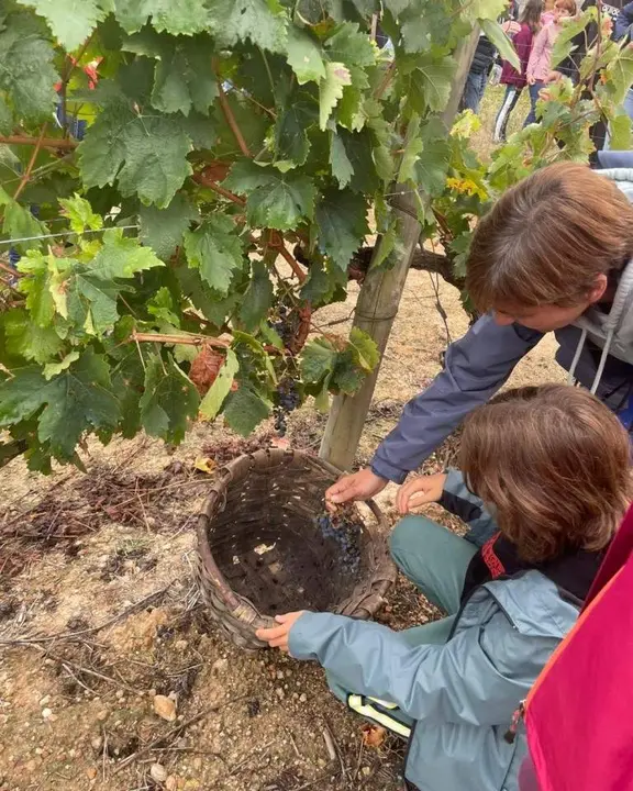 Jornadas de la vendimia Langa de Duero06