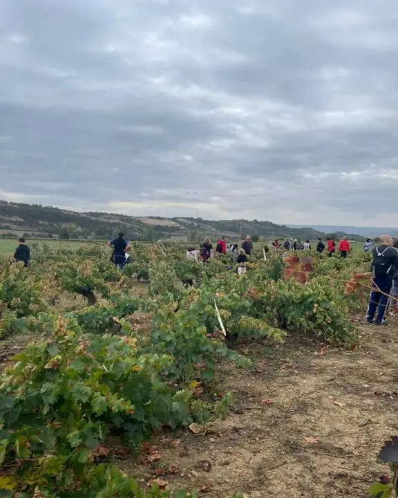 Jornadas de la vendimia Langa de Duero09