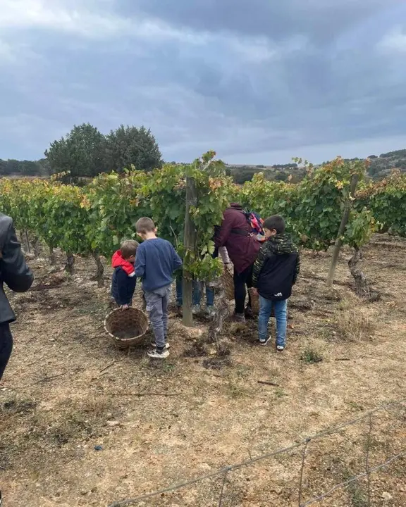 Jornadas de la vendimia Langa de Duero16