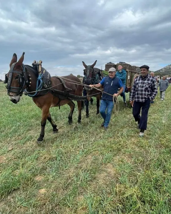 Jornadas de la vendimia Langa de Duero28